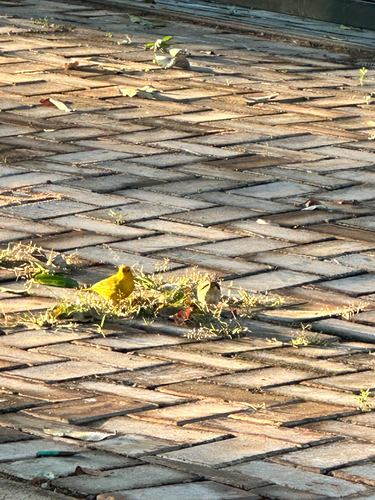 Saffron Finch