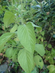 Coleus hereroensis