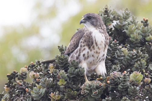 Buteo solitarius observed 2026-07-10
