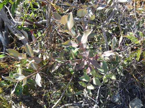 Cloezia artensis observed 2026-07-04