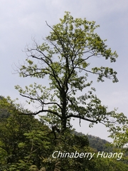 Sassafras randaiense