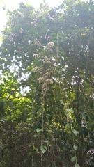 Tarlmounia elliptica