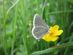 Aricia nicias