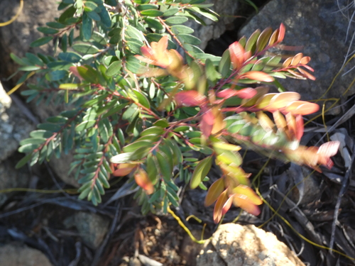 Phyllanthus buxoides observed 2026-07-04