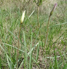 Tulipa patens