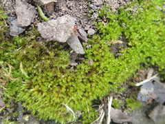 Bryophyta