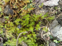 Bryophyta