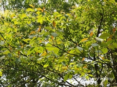 Sassafras randaiense