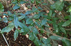 Ochna serrulata
