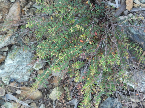 Phyllanthus chrysanthus observed 2026-07-04