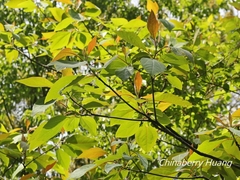 Sassafras randaiense