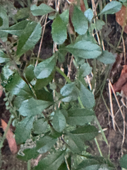 Phyllanthus microcladus