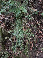 Phyllanthus microcladus, photograph (c) Ian Dickie, some rights reserved (CC BY)