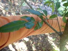 Ochna serrulata