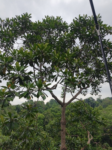 Campnosperma auriculatum observed 2026-07-11