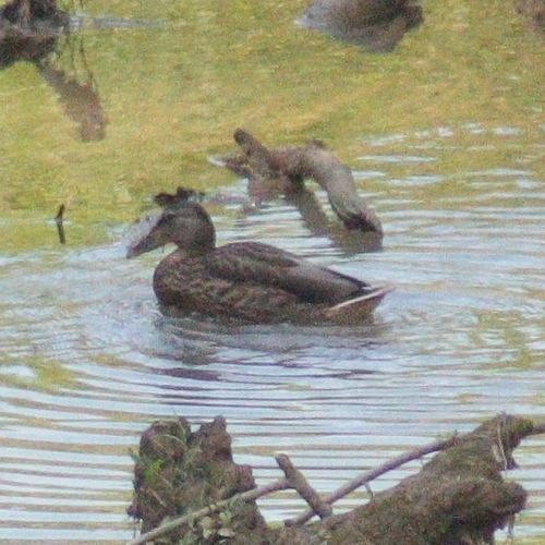 Mallard photographed in Tennessee