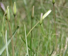 Tulipa patens