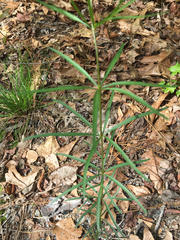 Coreopsis delphiniifolia