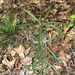 Coreopsis delphiniifolia - Photo (c) Alan Weakley,  זכויות יוצרים חלקיות (CC BY-NC), uploaded by Alan Weakley