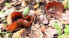 Peziza echinospora