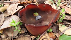 Peziza echinospora