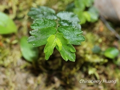 Elatostema obtusum trilobulatum