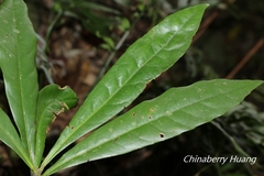 Schima superba superba