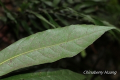 Schima superba superba