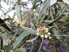 Santalum