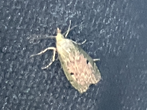 Bee Moth, Minervalaan, Rotterdam, South Holland, NL, photo 7 of 10