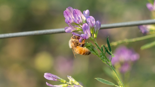 Primary image of Apis mellifera