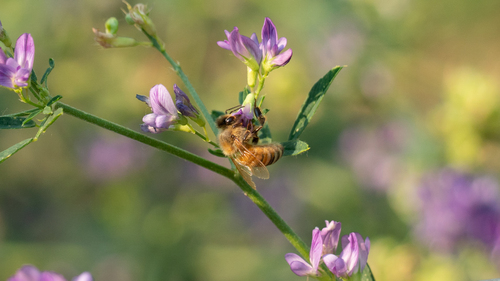 Image of Apis mellifera by no rights reserved