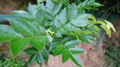 Zanthoxylum simulans