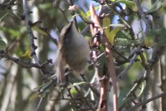 Malurus