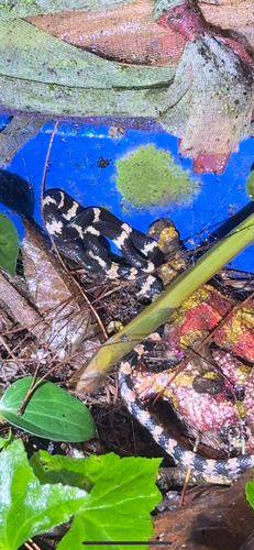 Banded Wolf Snake