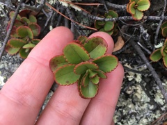 Veronica lavaudiana