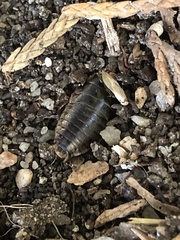 Porcellio laevis
