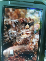 Mitostoma chrysomelas