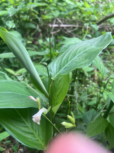 Maranta arundinacea