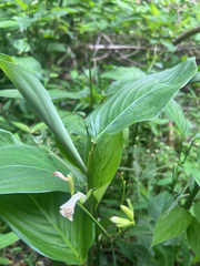 Maranta arundinacea, photograph author not stated, no rights reserved