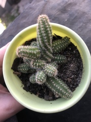 Lobivia silvestrii