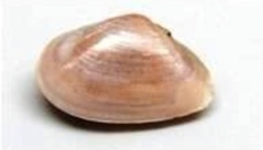 Jitlada culter