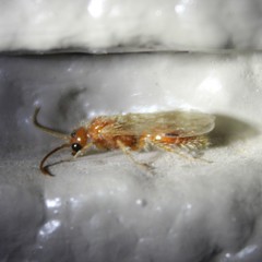 Sphaeropthalminae
