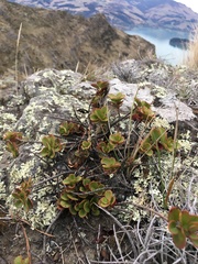 Veronica lavaudiana