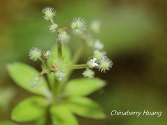 Galium echinocarpum