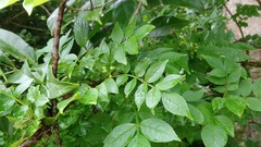 Zanthoxylum simulans