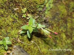 Epilobium amurense