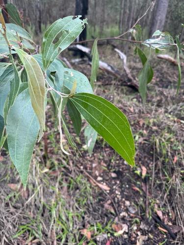 Acacia flavescens, photograph 2