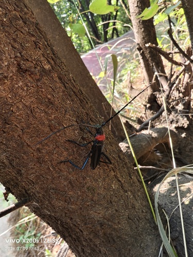 Red necked longhorn beetle