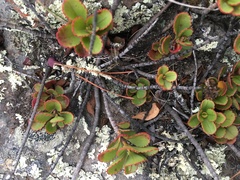 Veronica lavaudiana